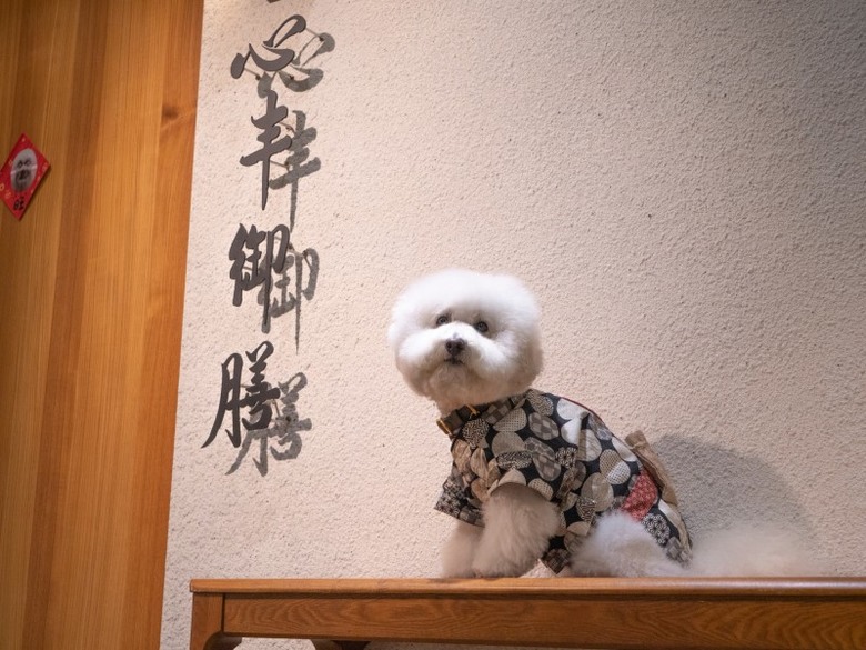 台北第一家！寵物友善日式無菜單 「流金珠寶盒」鮮味滿點！