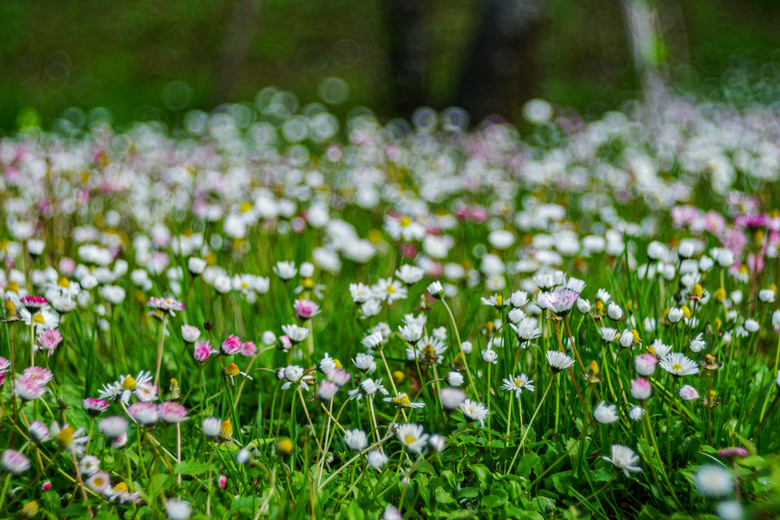 阿里山櫻花季,老鏡照片分享(meyer、steinheil、nikkor)