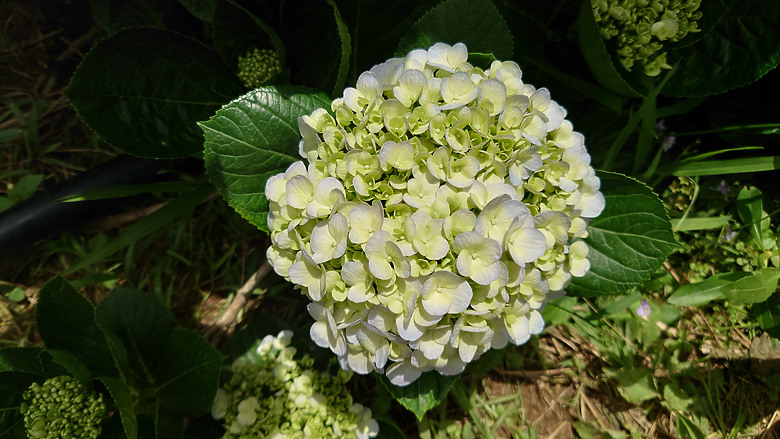[景點]新北-萬里.雙興里(大坪聚落.繡球花田)-New Taipei.Wanli(Daping settlement.hydrangea garden)