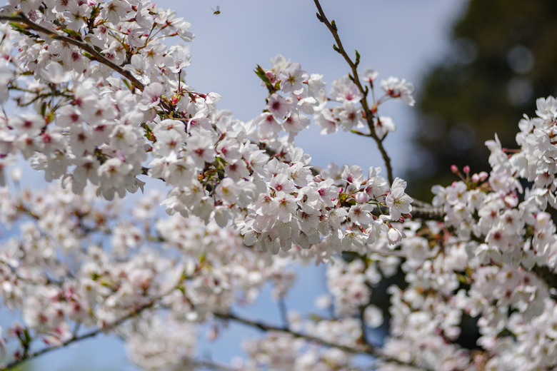 阿里山櫻花季,老鏡照片分享(meyer、steinheil、nikkor)