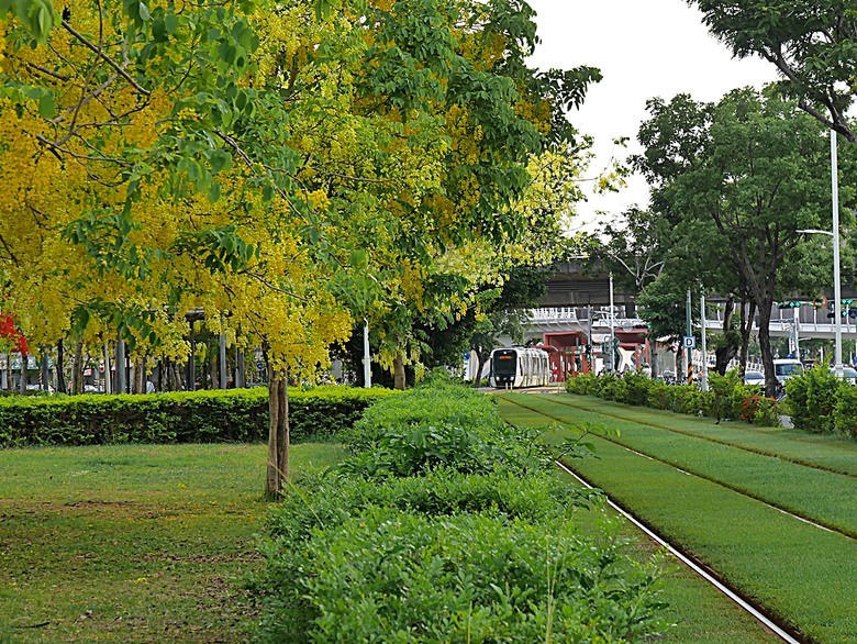 初夏賞玩黃金雨,阿勃勒盛開在高雄 — 凱旋四路、和平一~四路、文化中心週邊