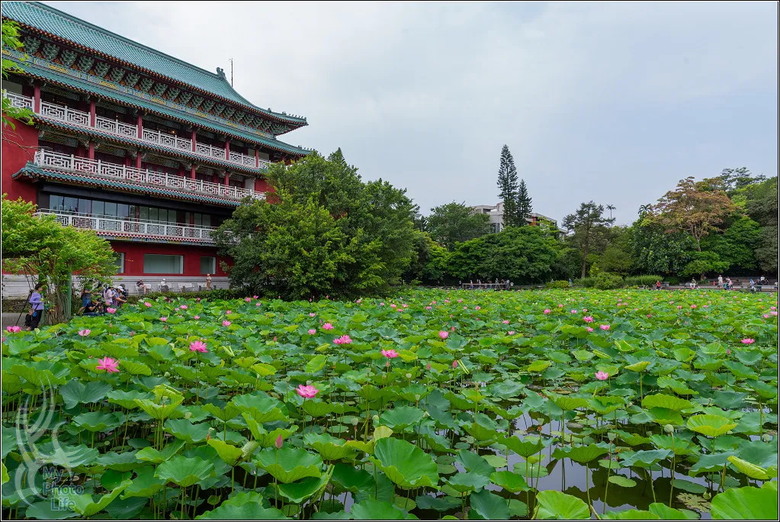 PENTAX HD D FA 21mm F2.4 Limited DC WR 遠近皆宜,超強近拍廣角鏡頭.開箱測試