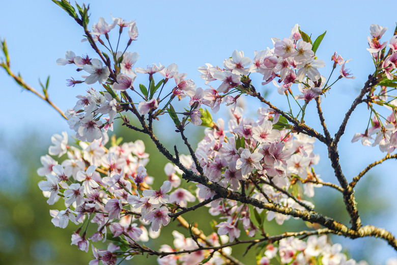 阿里山櫻花季,老鏡照片分享(meyer、steinheil、nikkor)