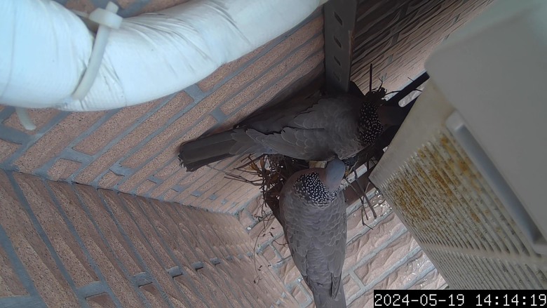 斑鳩寶寶誕生了...縮時攝影紀錄-Afidus ATL200S斑鳩日記2024/5/18-5/21-採用Afidus ATL200S PIR感應生態縮時攝影機