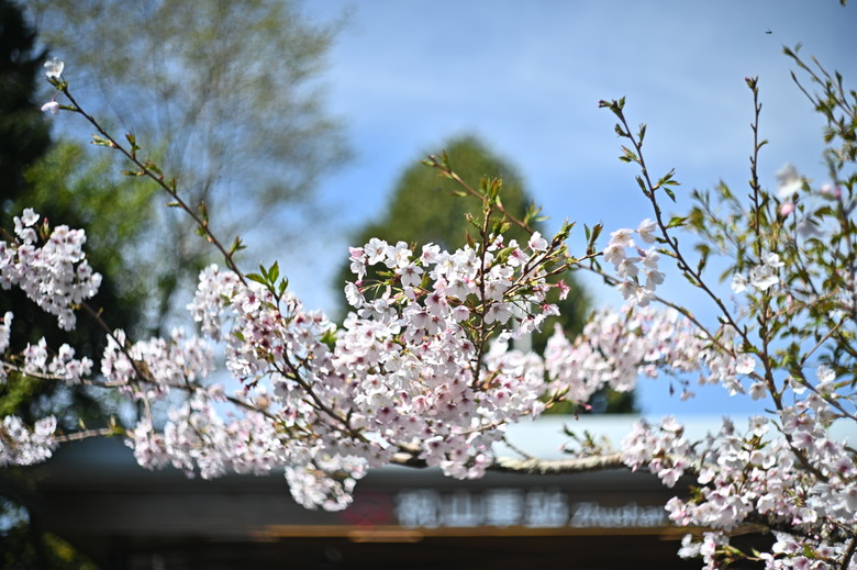 阿里山櫻花季,老鏡照片分享(meyer、steinheil、nikkor)