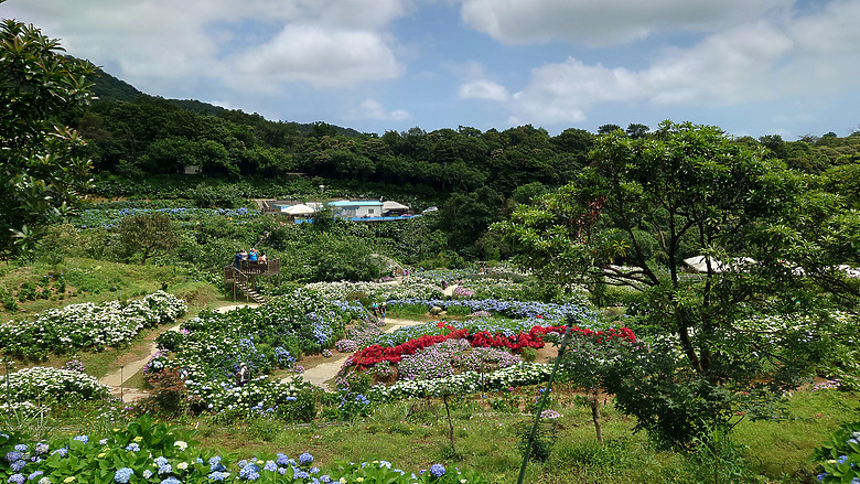 [景點]新北-萬里.雙興里(大坪聚落.繡球花田)-New Taipei.Wanli(Daping settlement.hydrangea garden)