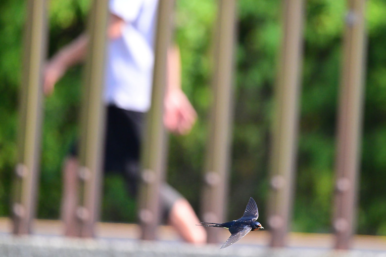 南州彩稻田裡有趣的鳥兒故事