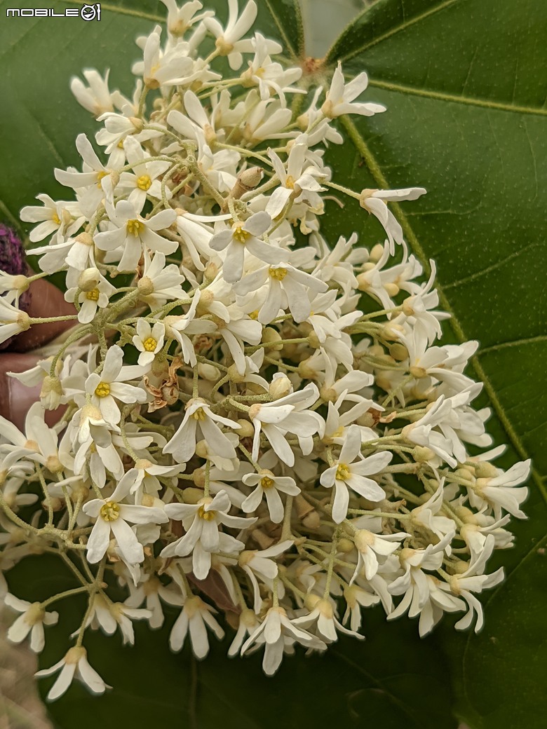 相思樹+散沫花+石栗+構樹 台南市仁德區二仁溪畔 05/19