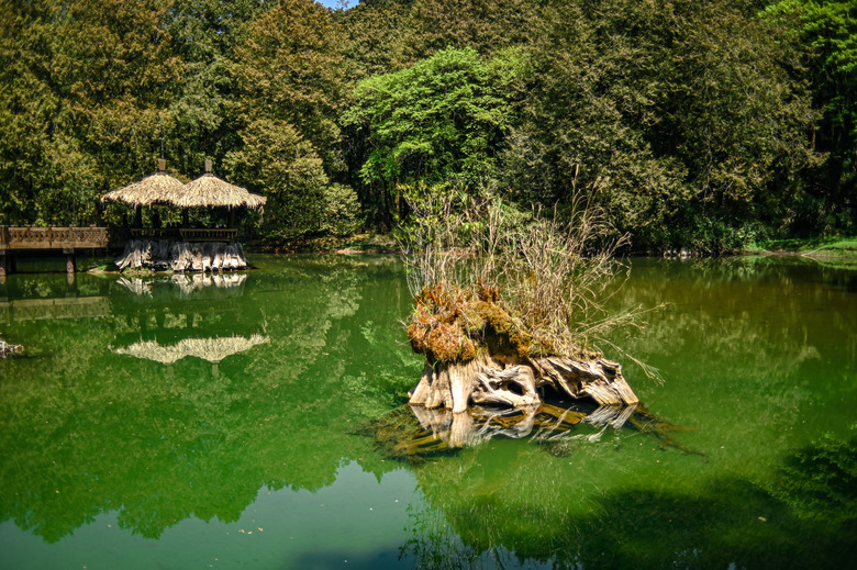 阿里山櫻花季,老鏡照片分享(meyer、steinheil、nikkor)