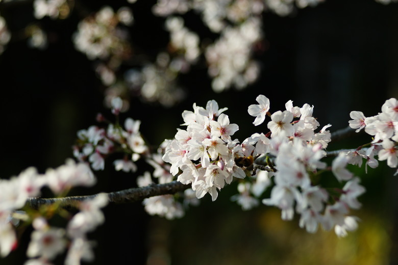 阿里山櫻花季,老鏡照片分享(meyer、steinheil、nikkor)