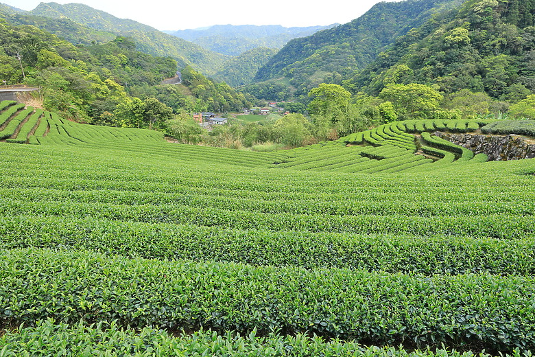 點我看大圖 (映像旅行) 穿梭漫遊淡蘭古道、感受茶葉運輸經濟in坪林、四堵古道feat.新北市觀光旅遊局