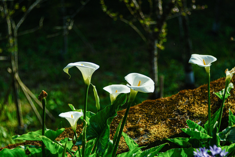 阿里山櫻花季,老鏡照片分享(meyer、steinheil、nikkor)