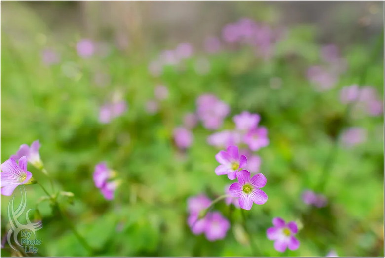 PENTAX HD D FA 21mm F2.4 Limited DC WR 遠近皆宜,超強近拍廣角鏡頭.開箱測試