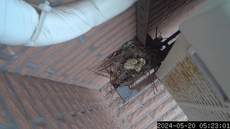 斑鳩寶寶誕生了...縮時攝影紀錄-Afidus ATL200S斑鳩日記2024/5/18-5/21-採用Afidus ATL200S PIR感應生態縮時攝影機