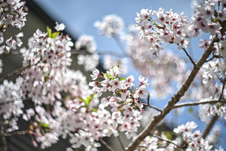 阿里山櫻花季,老鏡照片分享(meyer、steinheil、nikkor)