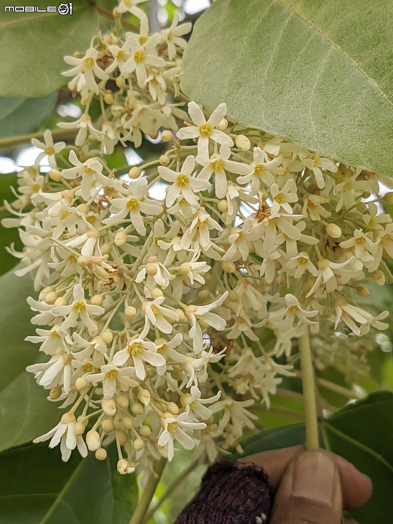 相思樹+散沫花+石栗+構樹 台南市仁德區二仁溪畔 05/19