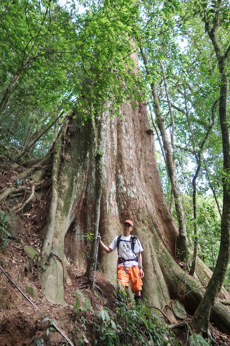 【拉拉喀斯神木群】特富野古道南端口 | 巨大壯碩的紅檜巨木群