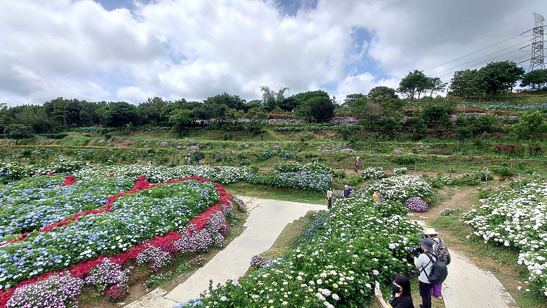 [景點]新北-萬里.雙興里(大坪聚落.繡球花田)-New Taipei.Wanli(Daping settlement.hydrangea garden)