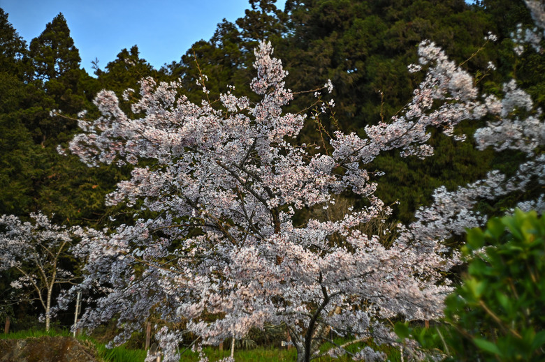 阿里山櫻花季,老鏡照片分享(meyer、steinheil、nikkor)
