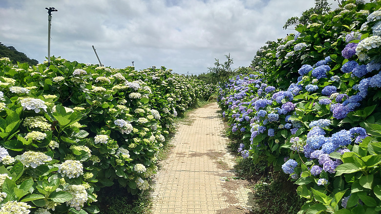 [景點]新北-萬里.雙興里(大坪聚落.繡球花田)-New Taipei.Wanli(Daping settlement.hydrangea garden)