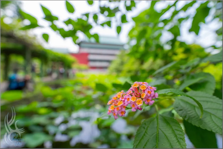 PENTAX HD D FA 21mm F2.4 Limited DC WR 遠近皆宜,超強近拍廣角鏡頭.開箱測試