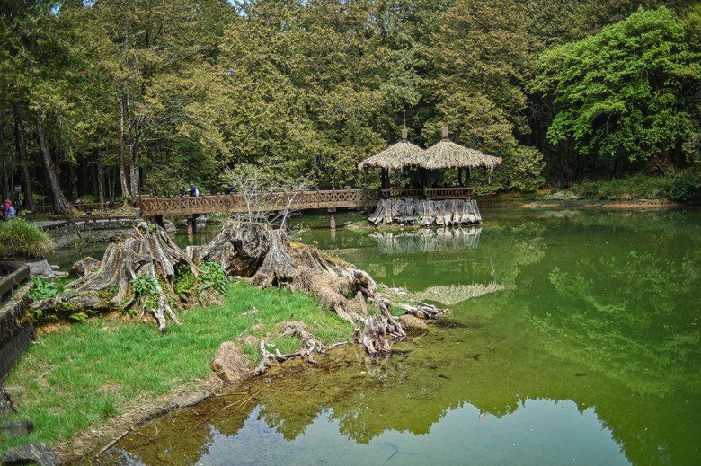 阿里山櫻花季,老鏡照片分享(meyer、steinheil、nikkor)