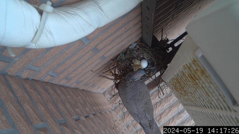 斑鳩寶寶誕生了...縮時攝影紀錄-Afidus ATL200S斑鳩日記2024/5/18-5/21-採用Afidus ATL200S PIR感應生態縮時攝影機