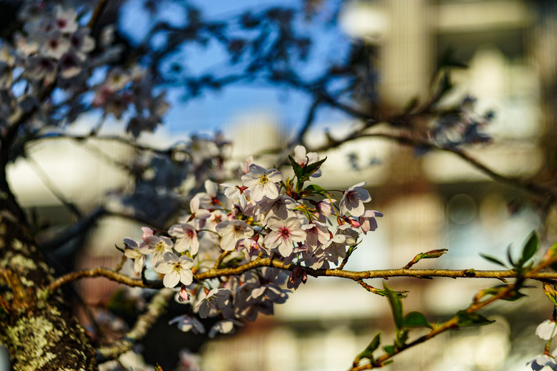 阿里山櫻花季,老鏡照片分享(meyer、steinheil、nikkor)