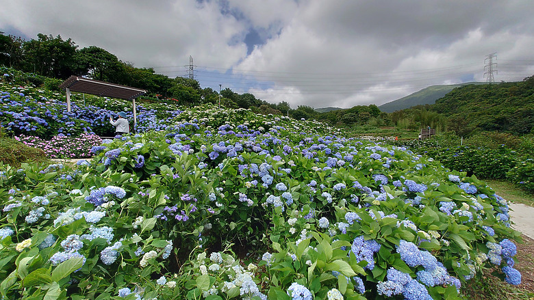 [景點]新北-萬里.雙興里(大坪聚落.繡球花田)-New Taipei.Wanli(Daping settlement.hydrangea garden)
