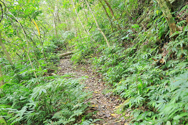 點我看大圖 (映像旅行) 穿梭漫遊淡蘭古道、感受茶葉運輸經濟in坪林、四堵古道feat.新北市觀光旅遊局