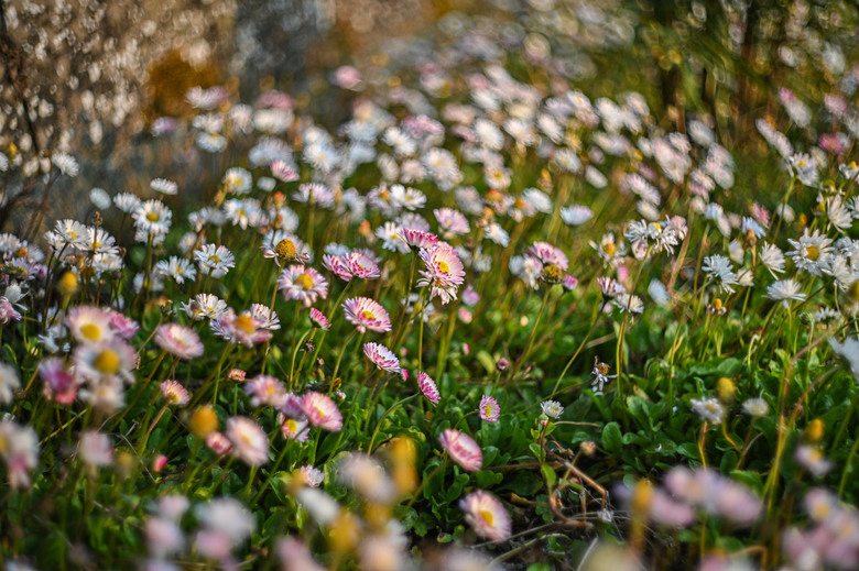 阿里山櫻花季,老鏡照片分享(meyer、steinheil、nikkor)