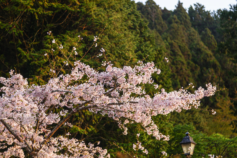 阿里山櫻花季,老鏡照片分享(meyer、steinheil、nikkor)