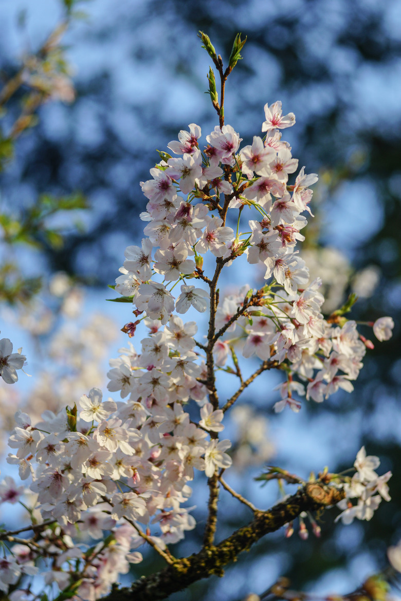 阿里山櫻花季,老鏡照片分享(meyer、steinheil、nikkor)