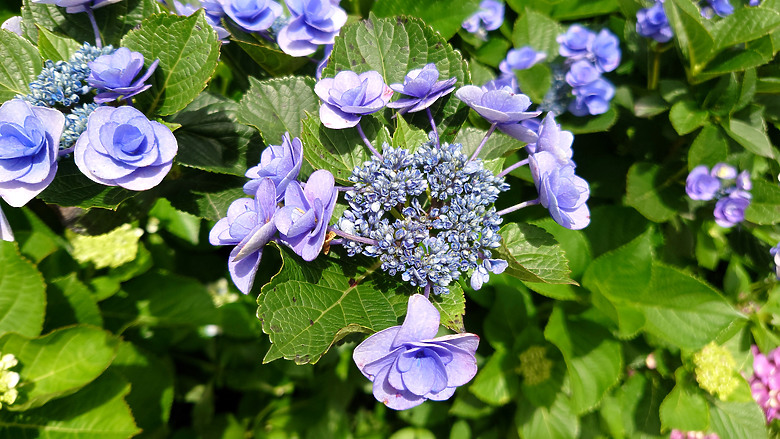 [景點]新北-萬里.雙興里(大坪聚落.繡球花田)-New Taipei.Wanli(Daping settlement.hydrangea garden)
