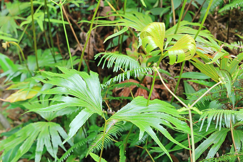 點我看大圖 (映像旅行) 穿梭漫遊淡蘭古道、感受茶葉運輸經濟in坪林、四堵古道feat.新北市觀光旅遊局