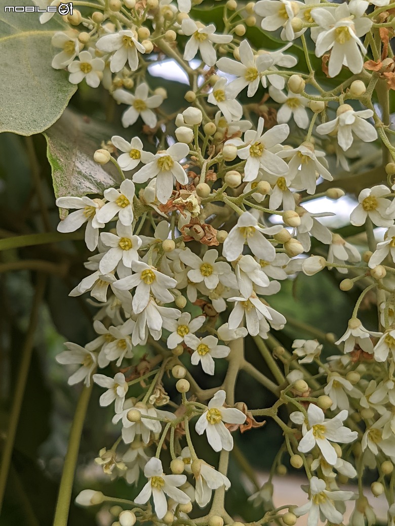 相思樹+散沫花+石栗+構樹 台南市仁德區二仁溪畔 05/19