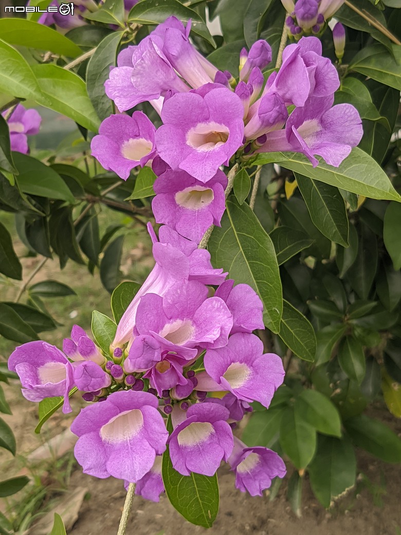 烏桕+使君子+蒜香藤+瓊崖海棠 台南市東裕永路後甲公園 05/19