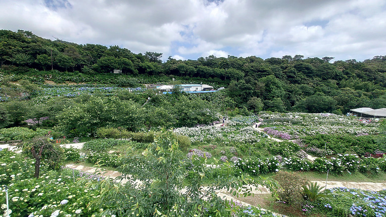 [景點]新北-萬里.雙興里(大坪聚落.繡球花田)-New Taipei.Wanli(Daping settlement.hydrangea garden)