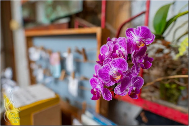 PENTAX HD D FA 21mm F2.4 Limited DC WR 遠近皆宜,超強近拍廣角鏡頭.開箱測試