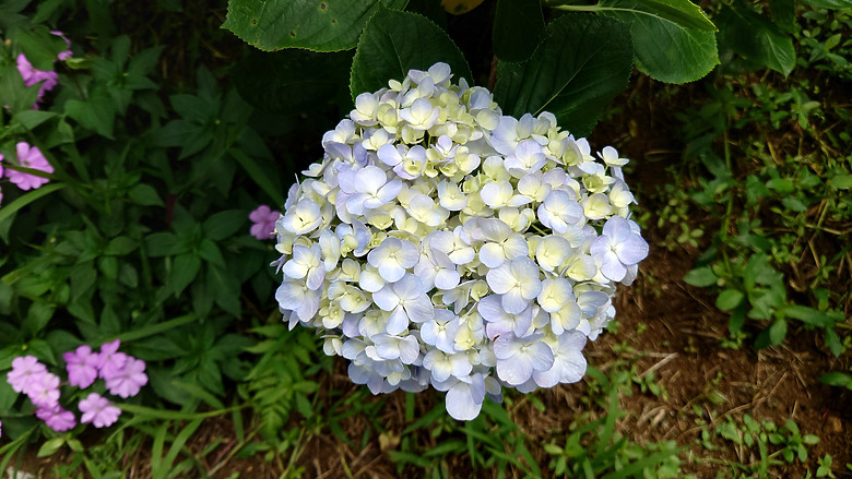 [景點]新北-萬里.雙興里(大坪聚落.繡球花田)-New Taipei.Wanli(Daping settlement.hydrangea garden)
