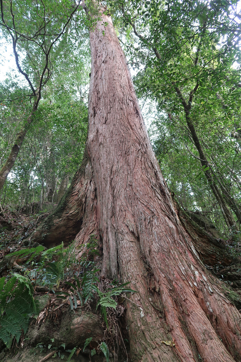 【拉拉喀斯神木群】特富野古道南端口 | 巨大壯碩的紅檜巨木群