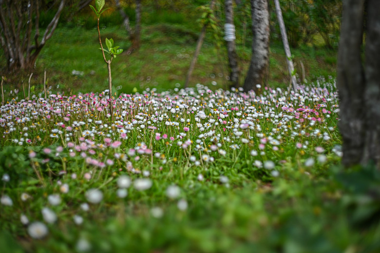 阿里山櫻花季,老鏡照片分享(meyer、steinheil、nikkor)