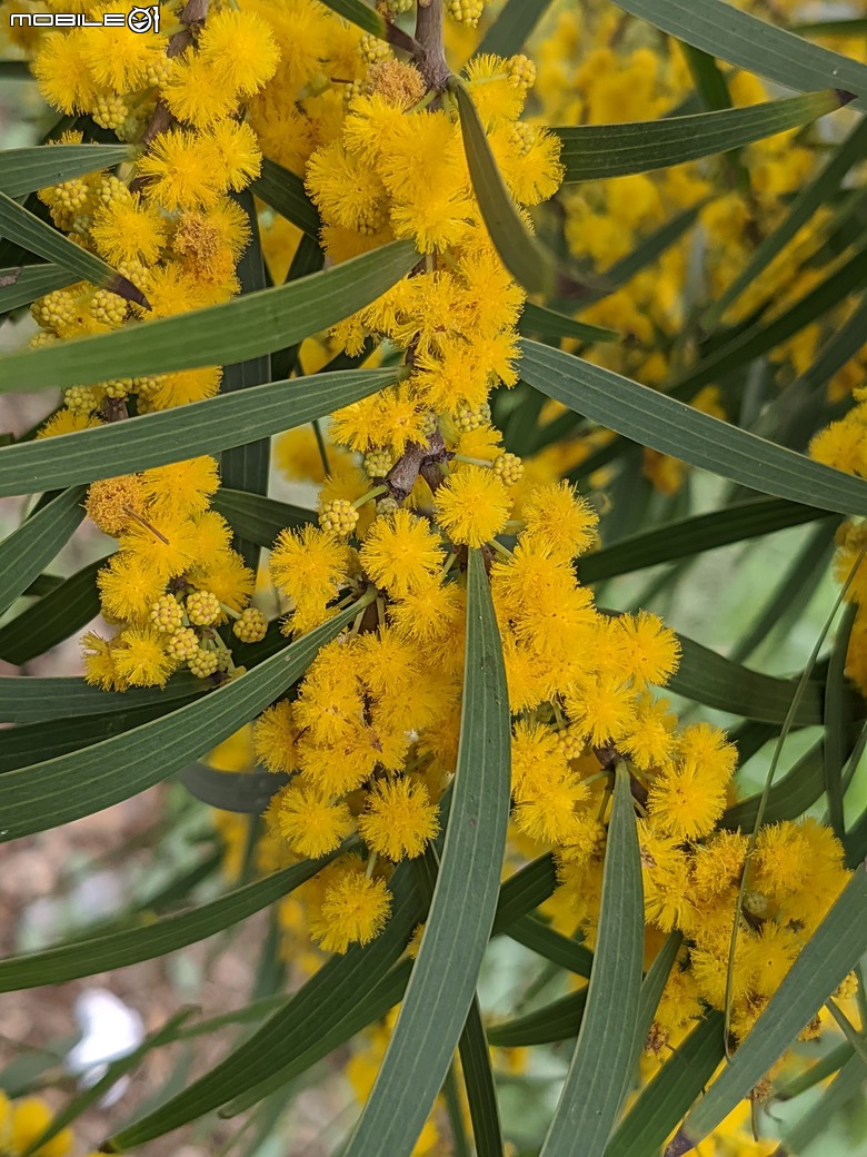 相思樹+散沫花+石栗+構樹 台南市仁德區二仁溪畔 05/19