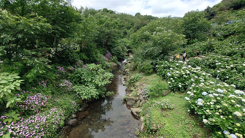 [景點]新北-萬里.雙興里(大坪聚落.繡球花田)-New Taipei.Wanli(Daping settlement.hydrangea garden)