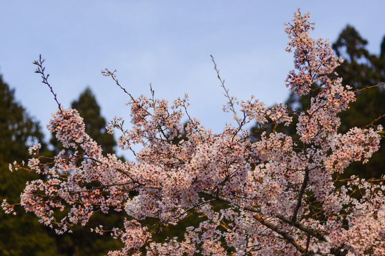 阿里山櫻花季,老鏡照片分享(meyer、steinheil、nikkor)
