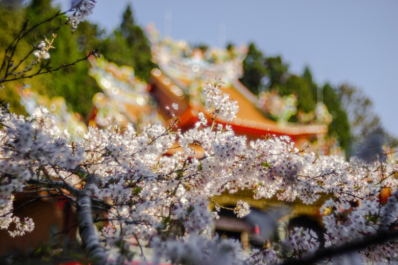 阿里山櫻花季,老鏡照片分享(meyer、steinheil、nikkor)