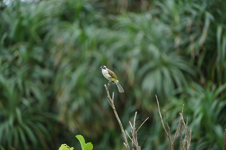 點我看大圖 Tamron 50-300mm f/4.5-6.3 Di III VC VXD(A069)評測報告|戶外取景更便利、近攝能力同步升級!