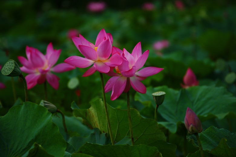 夏荷，2024，與A850~