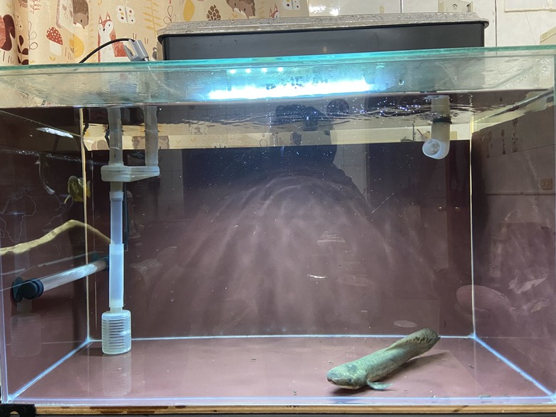 澳洲肺魚飼養分享