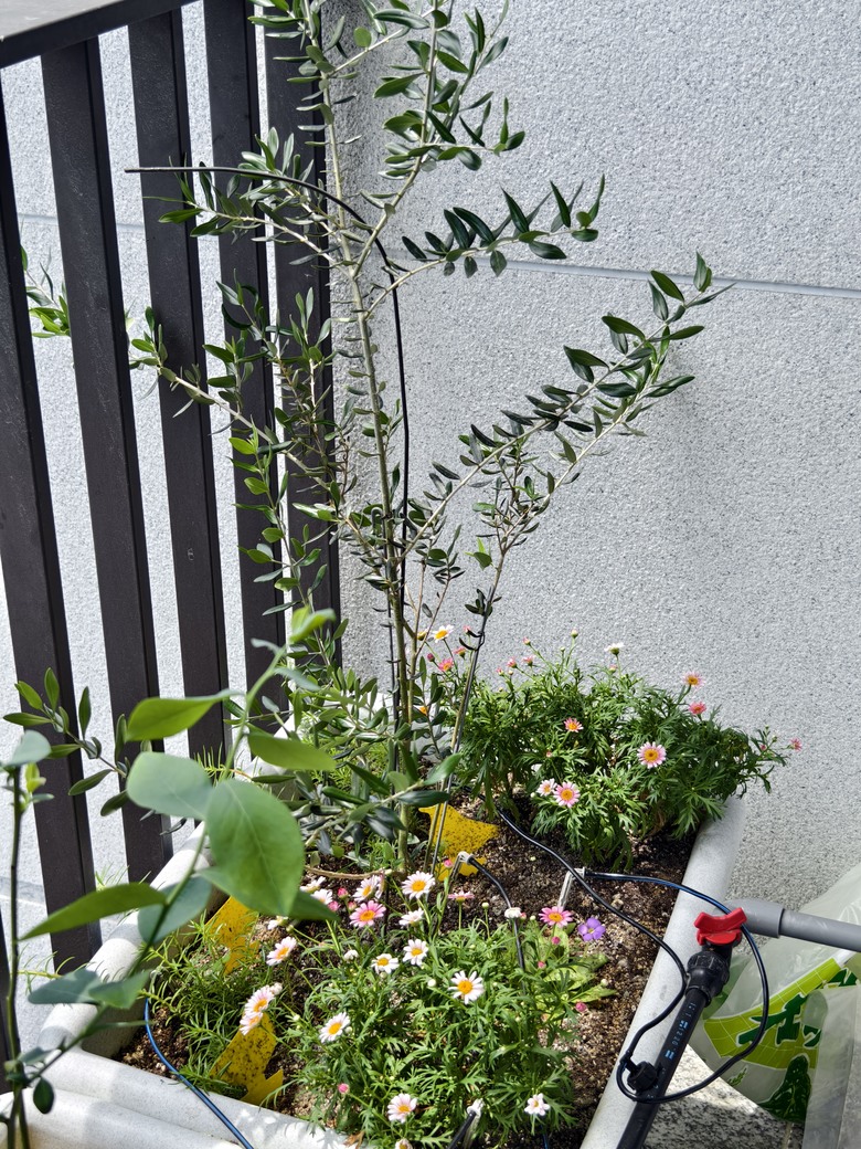 小小陽台大大花園 食蟲植物與梔子花海